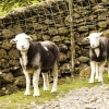 Far Easdale Sheep 2