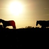 Horses at sunset
