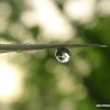 Dew drop