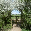 Field Gate with Blackthorn