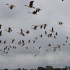 Autumn geese fly-in
