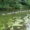 Line astern - River Colne Rickmansworth