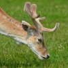 Fallow Deer, Bradgate Park