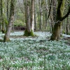 Otterhead lakes