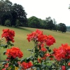 Pashley Manor Garden