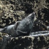 Seal off Slapton Sands