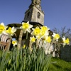 Mereworth Village Church and daffodils