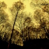 in the woods at swindon