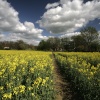 Field of Dreams