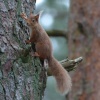 Red Squirrel, Brownsea Island