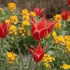Red & Yellow,Tulips
