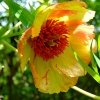 Highdown Gardens, Worthing