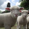 Farm day at the infant school