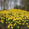 Daffodills near Takeley