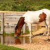 Thirsty Horse