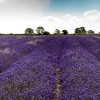Faulkland Lavender Fields Somerset