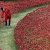 Poppies around the tower