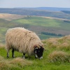 Sheep grazing in the Peak District, near Castleton, U.K.