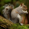 Squirrel in Heaton Park, Prestwich, Manchester