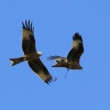 Red Kites over Stilton