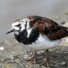 Ruddy Turnstone, River Wall, South of Toxteth Dock.