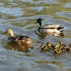 Ducks on The Nene at Peterborough