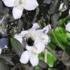 A Bee Collecting Honey at The Wyvill Arms near Leyburn