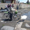 Swan Feeding at Bosham