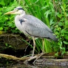 The Heron, Ruislip duck pond