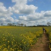 Fields around Wollaston, Northamptonshire