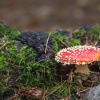 Hartshill Hayes