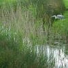 Heron. Rye Harbour Nature Reserve