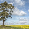 A Lone Pine Tree near Shipton-under-Wychwood, Oxfordshire