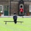 Raven on Guard at the Tower of London