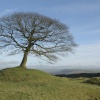 Lone Tree above Butterton, Staffordshire