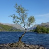 Llyn Padarn tree