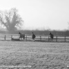 Horses in Paddock, Acton Turville, Gloucestershire 2014