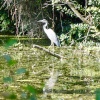 A Heron on the Chichester Canal, West Sussex