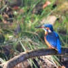 Kingfisher, Hyndburn, Lancashire