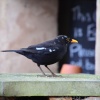 Budleigh blackbird