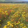 Poppies and Corn Marigolds, Polly Joke, West Pentire, Newquay, Cornwall