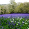 Bluebells, Park Lye,  Enys Gardens, Gluvias, Penryn,Cornwall