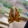 Budleigh moth