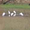Otterton egrets bathing