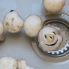 the happy mushroom