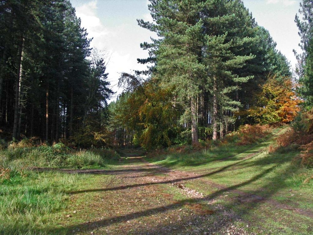 Cannock Chase, Staffordshire