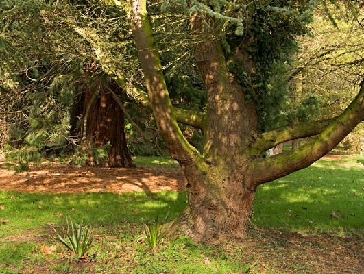 Ness Botanical Gardens, Neston, Wirral