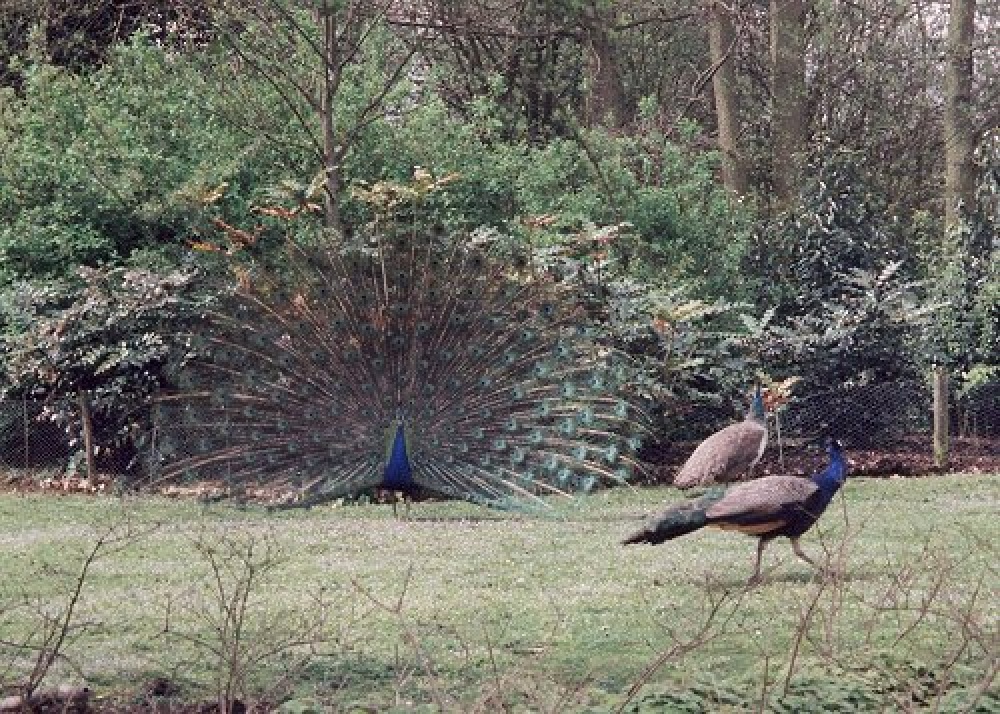 Peacock displaying on the grounds at Leeds Castle.