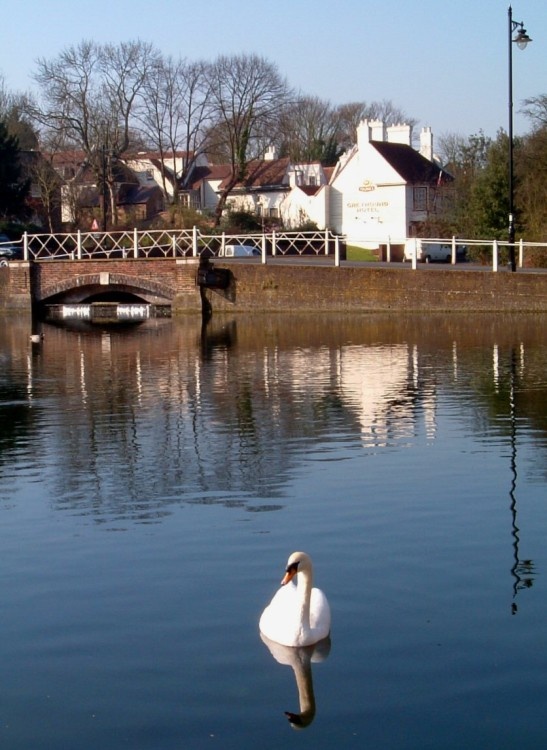 Swan on the Pond
