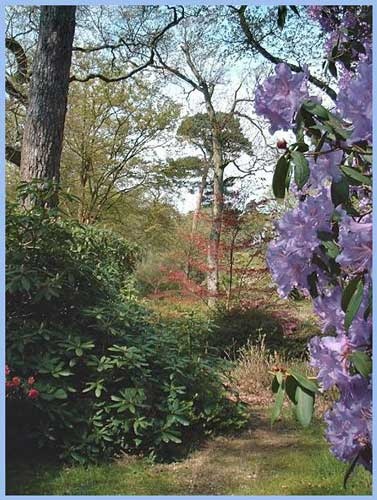 Woodland Path at Exbury Gardens, Hampshire